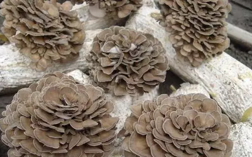 圖片關鍵詞 http://m.kayekong.com/ewebeditor/uploadfile/20170914091445139001.png