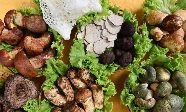 圖片關鍵詞 國家蘑菇地理:中國哪里的蘑菇最好吃?